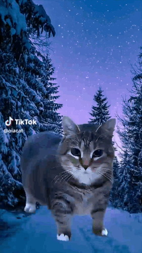 Cat Standing In Snowy Forest GIF