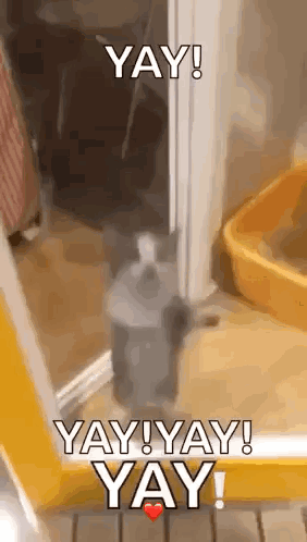 Cat Standing Near Door Saying Yay GIF