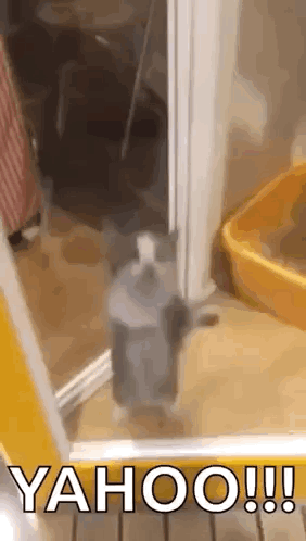Cat Standing Near Litter Box And Soap GIF
