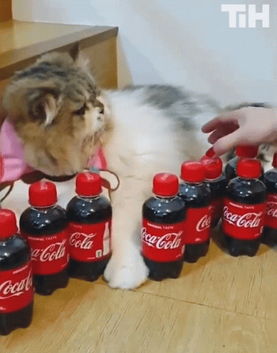 Cat Standing Next to Coca Cola Bottles