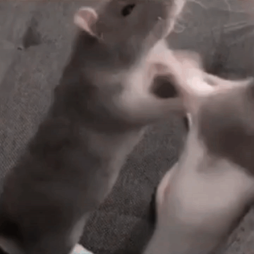 Cat Standing Next to Person