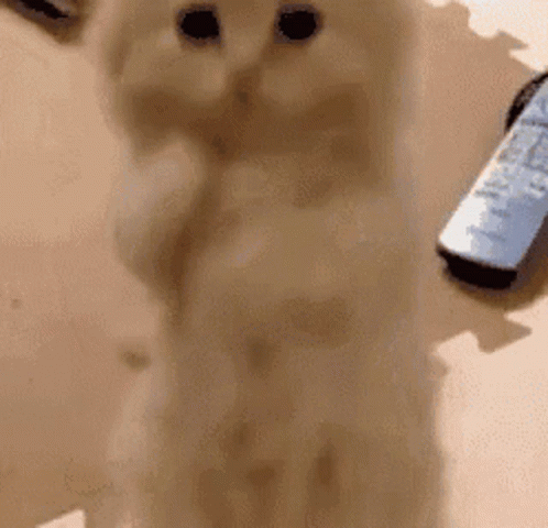 Cat Standing Next to Remote Control