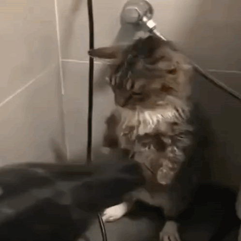 Cat Standing Next to Shower Head