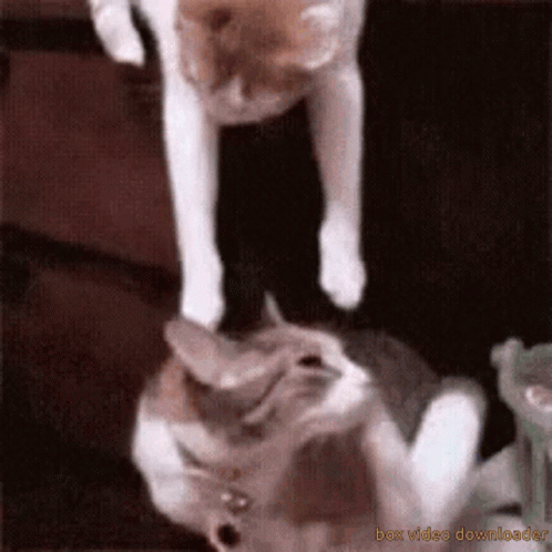 Cat Standing On Another Cat GIF