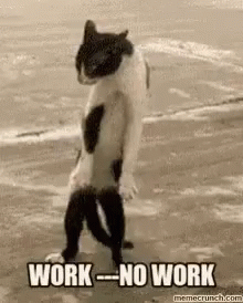Cat Standing On Beach Saying Work No Work GIF
