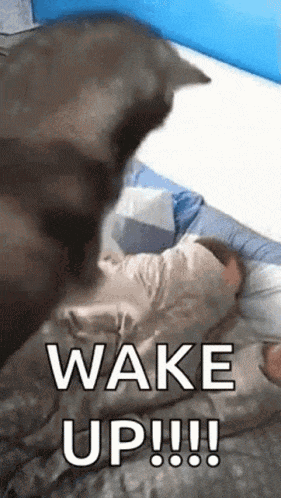 Cat Standing On Bed Saying Wake Up GIF