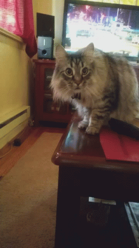 Cat Standing On Coffee Table In Front Of TV GIF