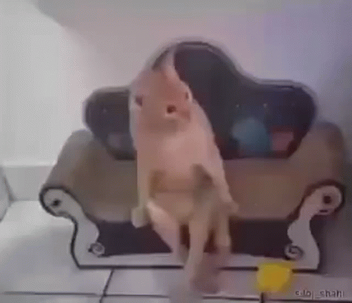 Cat Standing on Couch