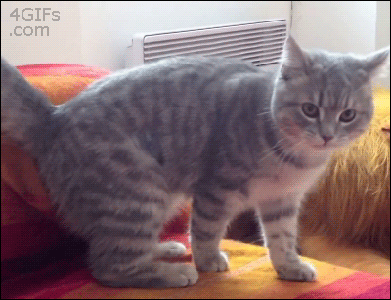 Cat Standing on Couch With 4gifs.com Watermark