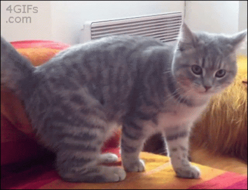 Cat Standing on Couch With 4gifs Watermark