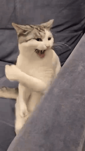 Cat Standing On Couch Yawning