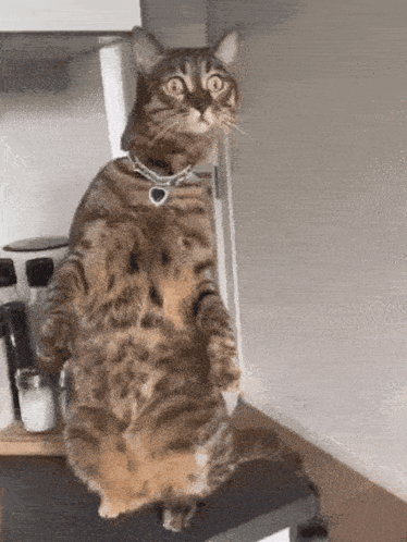 Cat Standing on Counter