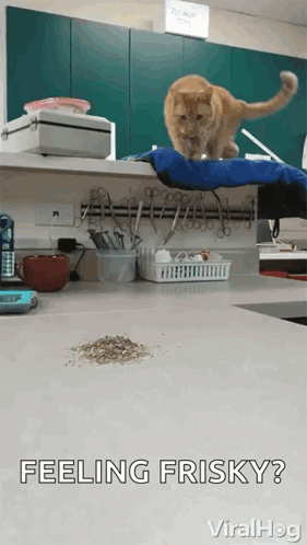 Cat Standing on Counter Feeling Frisky