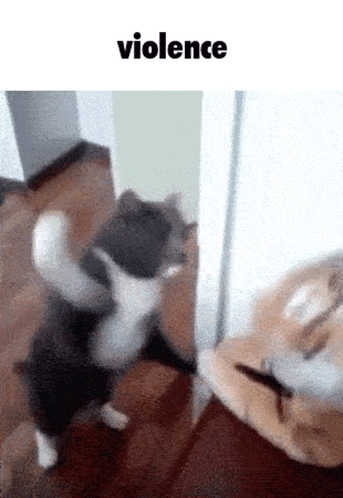 Cat Standing On Hind Legs At Door With Violence GIF
