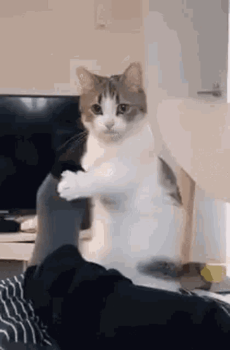 Cat Standing on Hind Legs Beside Person