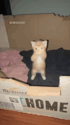 Cat Standing On Hind Legs By Box Saying Home GIF