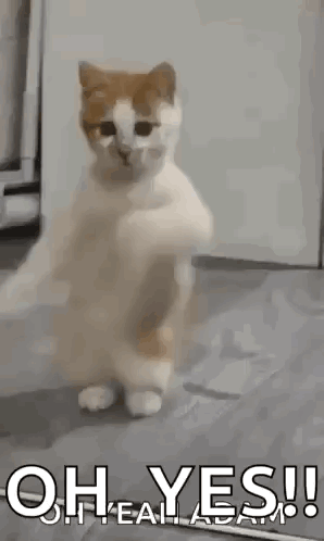 Cat Standing on Hind Legs
