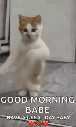 Cat Standing On Hind Legs Good Morning Babe Have A Great Day Baby GIF