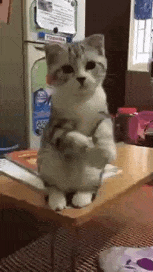 Cat Standing on Hind Legs in Front of Refrigerator