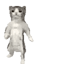 Cat Standing on Hind Legs Looking