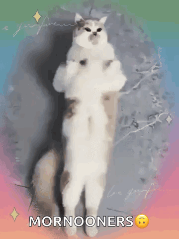 Cat Standing on Hind Legs Mornooones
