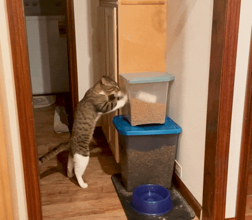 Cat Standing on Hind Legs Next to Food Container