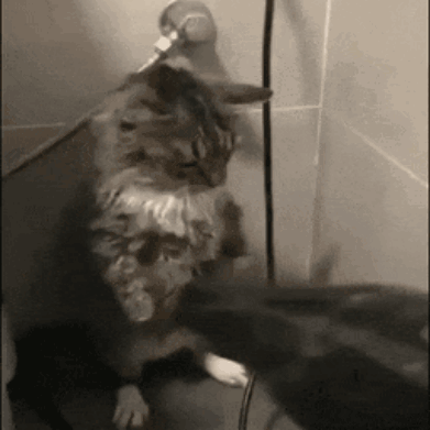 Cat Standing on Hind Legs Next to Mouse