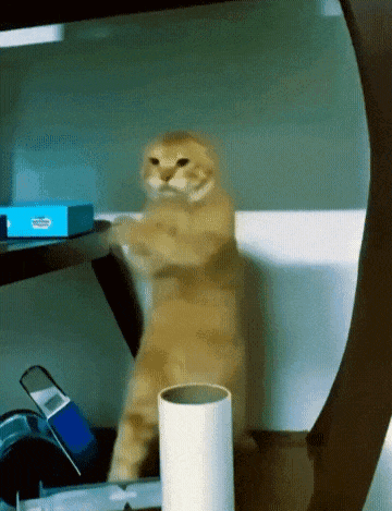 Cat Standing On Hind Legs Next To White Cylinder GIF