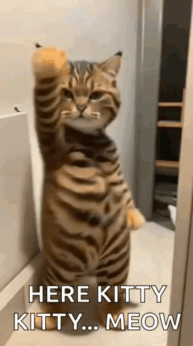 Cat Standing on Hind Legs Raising Paw