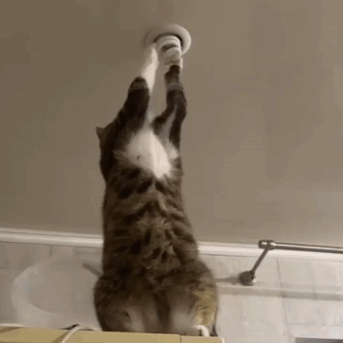 Cat Standing On Hind Legs Reaching