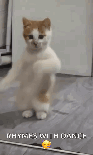 Cat Standing on Hind Legs Rhymes With Dance