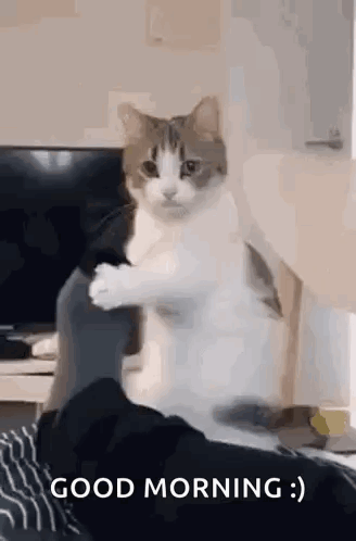 Cat Standing on Hind Legs Saying Good Morning