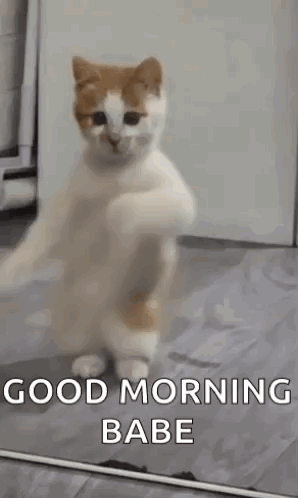 Cat Standing on Hind Legs Saying Good Morning
