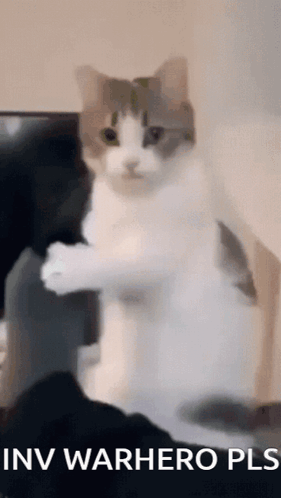 Cat Standing on Hind Legs Saying Inv Warhero Pls