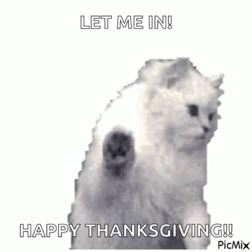 Cat Standing On Hind Legs Saying Let Me In Happy Thanksgiving GIF