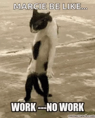 Cat Standing on Hind Legs Saying Marcie Be Like Work No Work