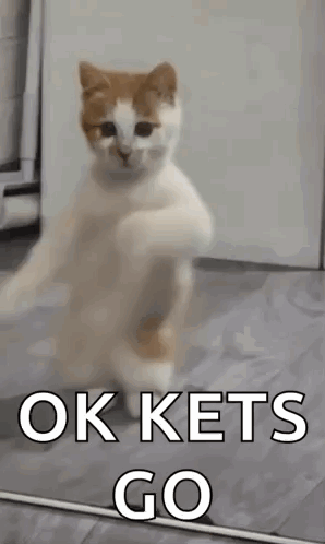Cat Standing On Hind Legs Saying Ok Kets Go GIF