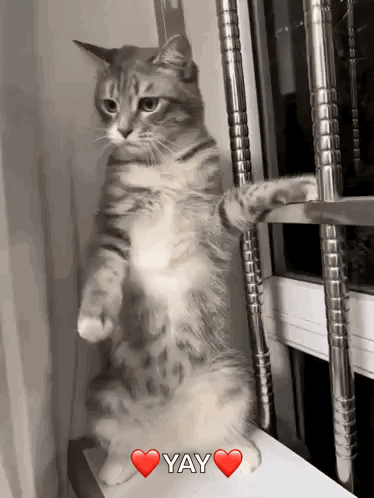 Cat Standing on Hind Legs Saying Yay With Heart