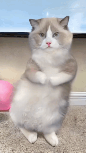 Cat Standing on Hind Legs with Arms Crossed