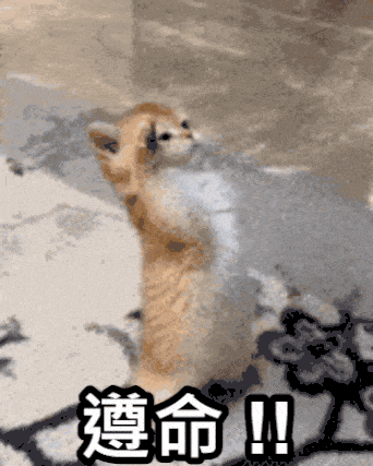 Cat Standing On Hind Legs With Chinese Characters GIF