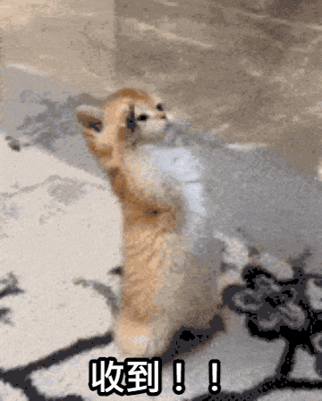 Cat Standing On Hind Legs With Chinese Writing GIF