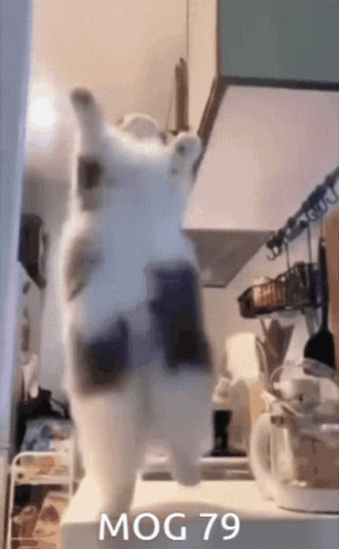 Cat Standing on Hind Legs with Mog 79