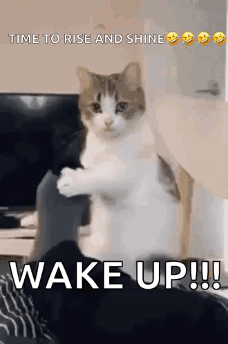 Cat Standing on Person's Feet