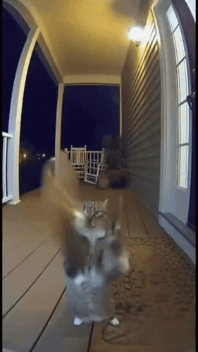 Cat Standing On Porch With Welcome Mat GIF