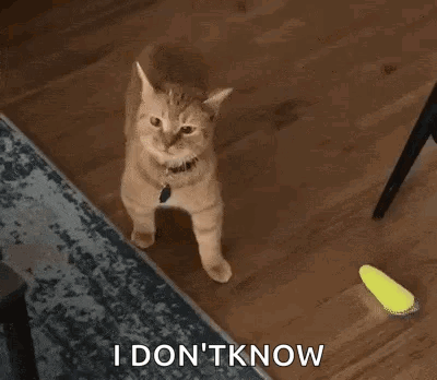 Cat Standing On Rug Saying I Don't Know
