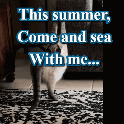 Cat Standing on Rug This Summer Come and Sea With Me