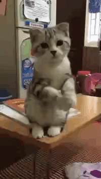 Cat Standing on Table in Front of Refrigerator