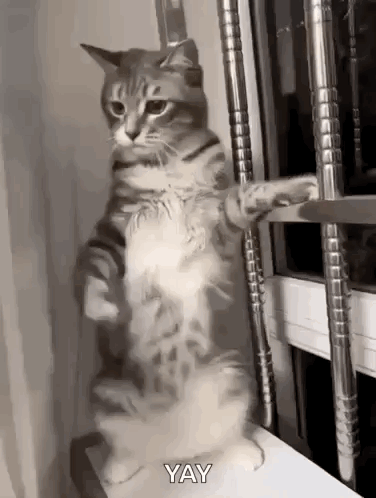 Cat Standing On Window Sill Looking Out GIF