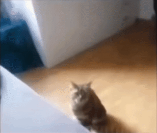 Cat Standing On Wooden Floor GIF