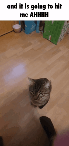 Cat Standing on Wooden Floor With and It Is Going to Hit Me Ahhhh